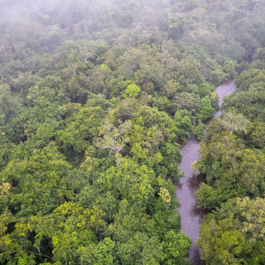 Rep Congo forest
